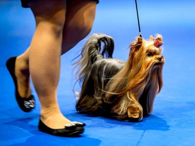 A dog parades during the European Dog Show on August 30, 2013 in Geneva. AFP