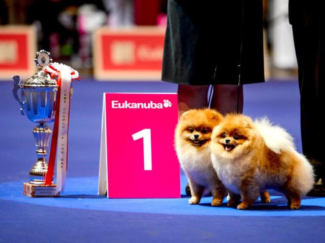 A pair of dogs pose next to their trophy during the European Dog Show on August 30, 2013 in Geneva. AFP
