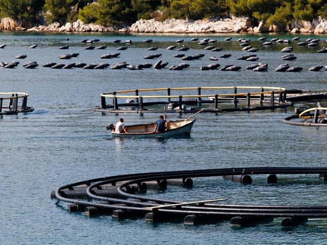 Aquaculture - Important Part of Seafood Expo Russia