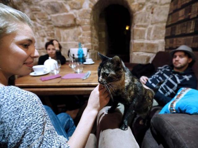 A consumer pets a cat at the Cafe des chats, the first cat cafe in Paris. Customers can enjoy a drink while playing with one of the cats at the premises. AFP photo