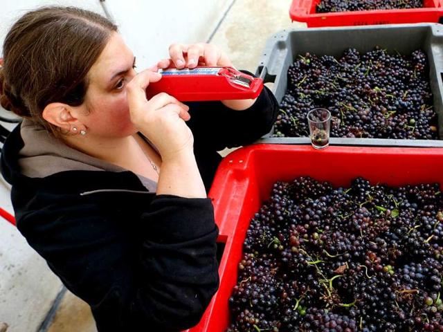 Anne-Lise Koza, head of the Koza-Janot champagne house uses a refractometer to measure the sugar level of grape must on the first day of the harvests in the champagne vineyard in Buxeuil. AFP photo