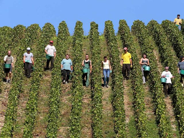 People take part in the grape harvest for the Champagne house Koza-Janot in Buxeuil. AFP PHOTO