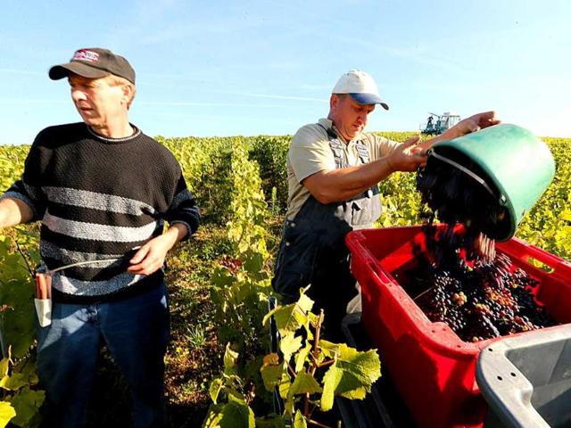 People take part in the grape harvest for the Champagne house Koza-Janot in Buxeuil. AFP PHOTO
