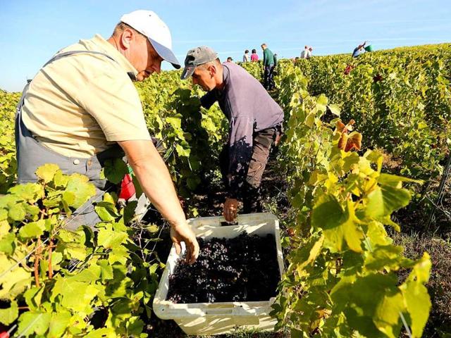 People take part in the grape harvest for the Champagne house Koza-Janot in Buxeuil. AFP PHOTO