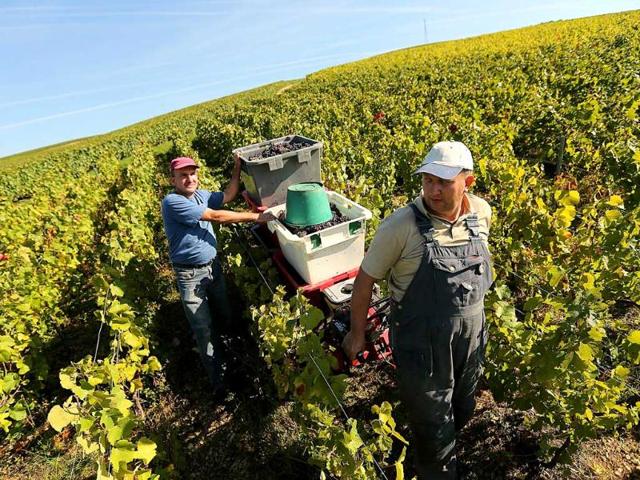 People take part in the grape harvest for the Champagne house Koza-Janot in Buxeuil. AFP PHOTO