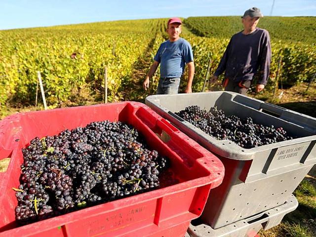 Wine growers take part in the grape harvest for the Champagne house Koza-Janot in Buxeuil. AFP PHOTO