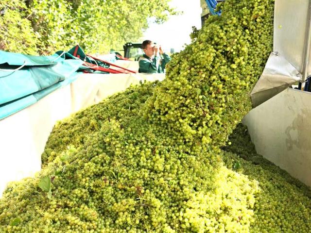 Bacchus grapes are harvested on a vineyard near Branderoda, Germany. Wine-growers do not expect a huge harvest because of too little rain and too little sun. AFP PHOTO