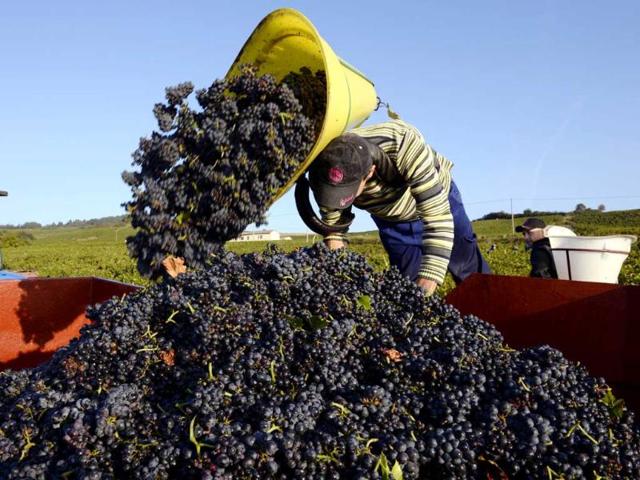 A grape picker empties his container during the first day of the Beaujolais' harvest in the 'Moulin a Vent' vineyard, near Chenas, Beaujolais, eastern France. AFP PHOTO