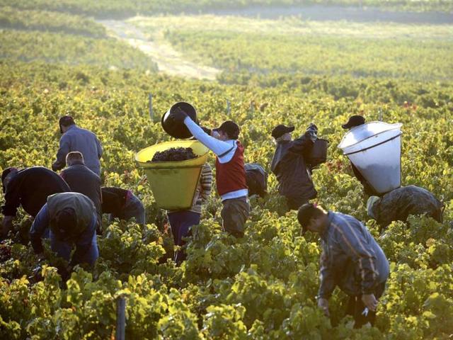Grape pickers work on the first day of the Beaujolais' harvest in the 'Moulin a Vent' vineyard, near Chenas, Beaujolais, eastern France. AFP photo