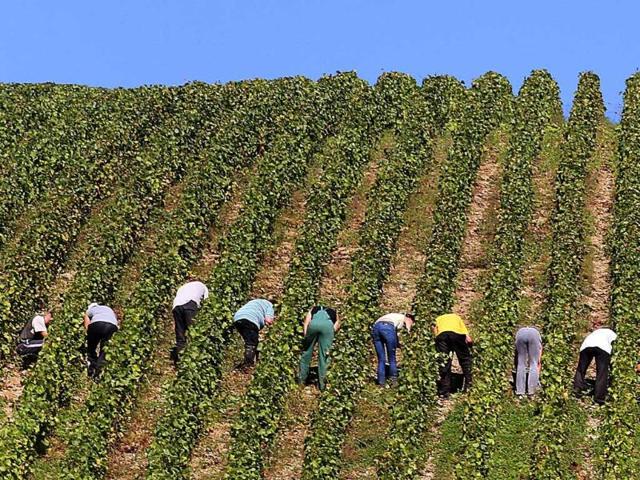 People take part in the grape harvest for the Champagne house Koza-Janot in Buxeuil. AFP PHOTO