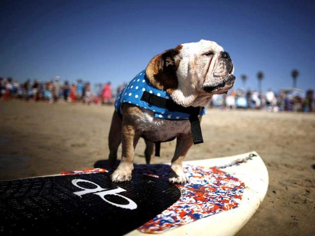 A dog prepares to compete in the 5th Annual Surf Dog Competition at Huntington Beach, California. (Reuters)