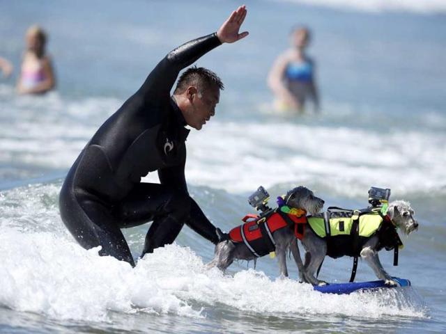 A man surfs with two dogs on his board during the 5th Annual Surf Dog Competition at Huntington Beach, California. (Reuters)
