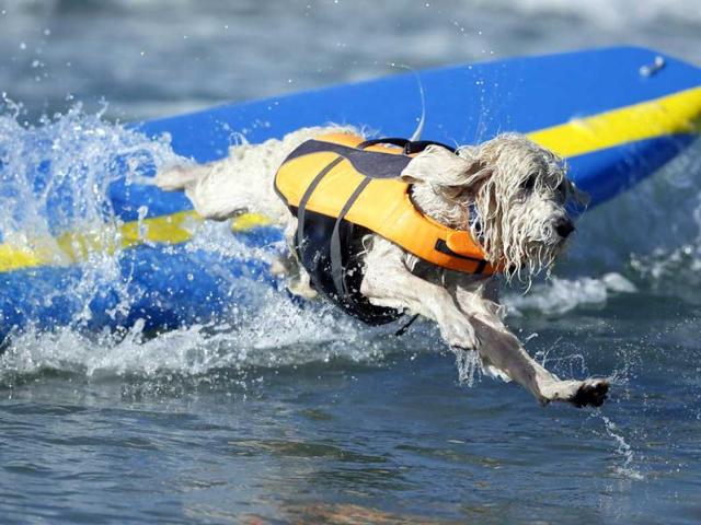 A dog wipes out while competing in the 5th Annual Surf Dog Competition at Huntington Beach, California. (Reuters)