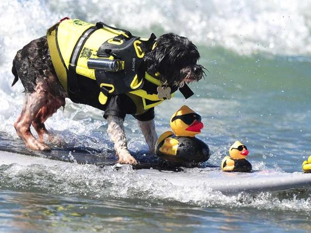 Surf dog Toby rides a wave with a trio of rubber duckies during the 5th Annual Surf Dog competition at Huntington Beach, California. (AFP Photo)