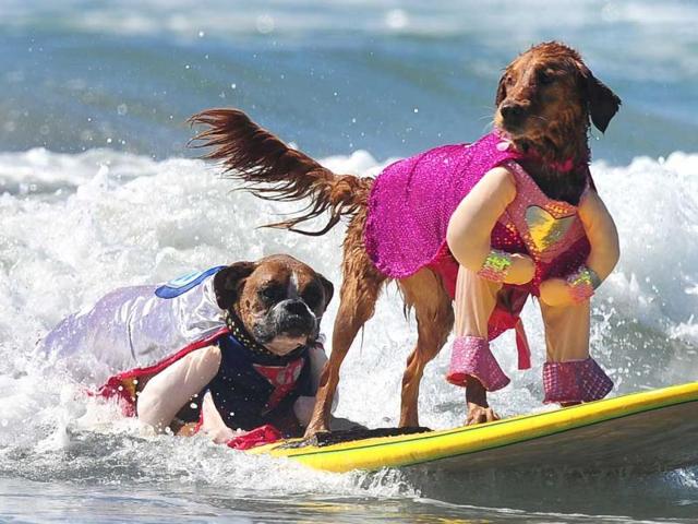Hanzo (L) and Kalani (R) surf in tandem during the 5th Annual Surf Dog competition at Huntington Beach, California. (AFP Photo)