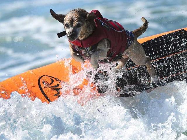 A dog leaps off the board while competing during the 5th Annual Surf Dog competition at Huntington Beach, California. (AFP Photo)