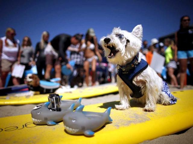 Surf Dog Joey, a West Highland Terrier, yawns as he waits to compete in the 5th Annual Surf Dog Competition at Huntington Beach, California. (Reuters)