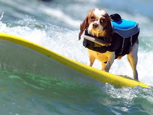 A dog rides a wave while competing at the 5th Annual Surf Dog competition at Huntington Beach, California. (AFP Photo)