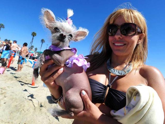 Spectator Jennifer brought her hairless Chihuahua 'Schmiegelle' to see the surf dogs at the 5th Annual Surf Dog competition at Huntington Beach, California. (AFP Photo)