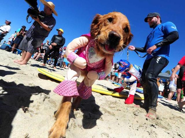 Surf dogs Kalani (L) and Hanzo (R) meet the media before surfing in tandem at the 5th Annual Surf Dog competition at Huntington Beach, California. (AFP Photo)