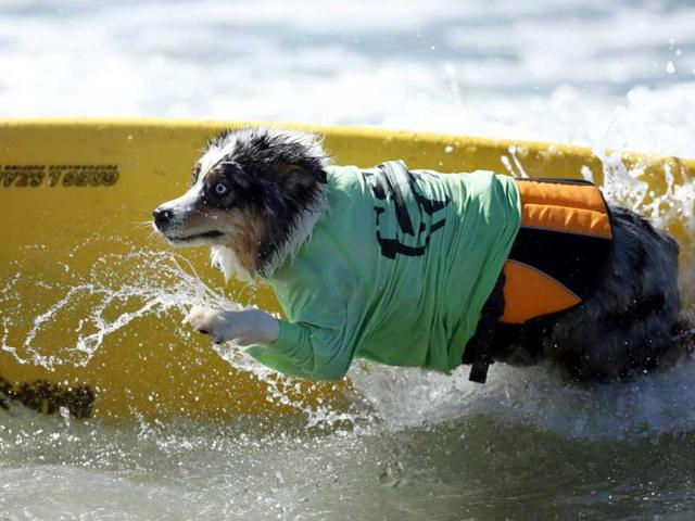 A dog competes at the 5th Annual Surf Dog Competition at Huntington Beach, California. (Reuters)