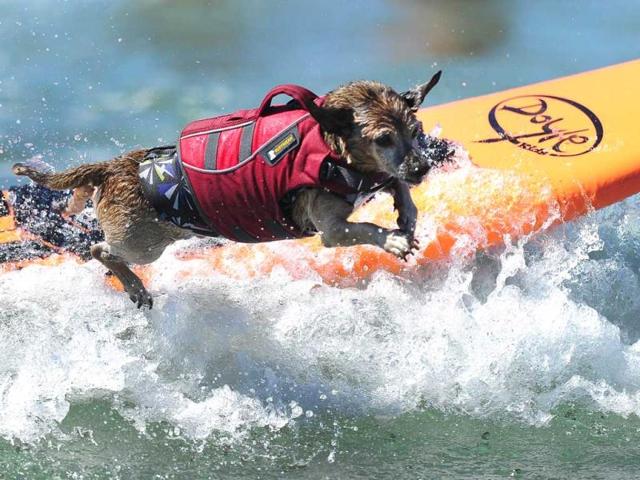 A dog competes at the 5th Annual Surf Dog Competition at Huntington Beach, California. (AFP Photo)