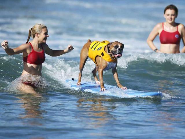 A dog competes at the 5th Annual Surf Dog Competition at Huntington Beach, California. (Reuters)