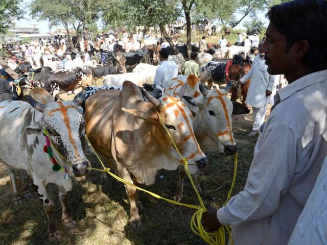 A Pakistani man holds his bulls to sell in an animal market ahead of Eid al-Adha in Islamabad. (AFP photo)