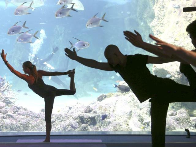 Yoga instructor Sasha Hawley, founded 'Yoga by the Sea,' instructs the class from inside a tank that includes leopard sharks, black tip reef sharks, grey reef shark and a smalltooth sawfish at the Sydney Sea Life Aquarium in Sydney. (AP photo)