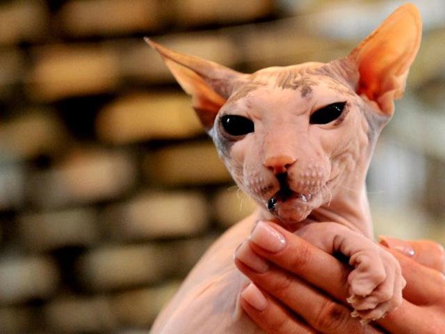 A Canadian Sphynx cat looks on during a cat exhibition in Bishkek. Cat lovers from Kyrgyzstan, Kazakhstan and Uzbekistan took part in the exhibition. (AFP photo)
