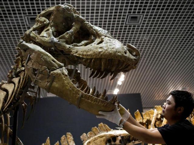 A scientist adjusts a Tarbosaurus' skull replica, which has been assembled with its actual skeleton that was found in Gobi Desert at the National Museum of Nature and Science in Tokyo. (Reuters Photo)