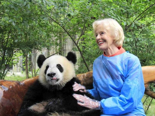Australia's governor-general Quentin Bryce poses with a giant panda at Chengdu Research Base of Giant Panda Breeding in Chengdu, Sichuan province. (Reuters Photo)