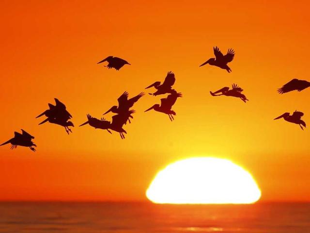 Pelicans silhouetted by a setting sun fly as they look for fish along the California coastline near Leucadia, California. (Reuters)