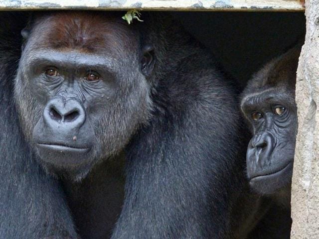 French born Western Lowland Gorilla male, 12-year-old Kibali (L), with female Mbeli (R), peer out from a doorway at the new Gorilla Forest exhibit at Taronga Zoo in Sydney. (AFP Photo)