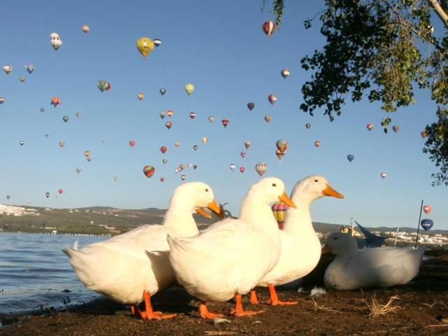 Geese walk on the shores of the Palote dam as balloons fly overhead during the last day of the Hot Air Balloon Festival in Leon, Mexico. (AP Photo)