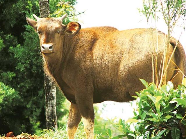 Check out the local fauna, indulge in farming activities like fruit picking, trimming grass and milking cattle at Dana Pani Organic Farmstay in Nainital, Uttarakhand.