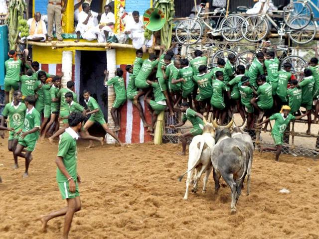 Participants scramble onto a fence as bulls charge towards them during the bull-taming sport, Jallikattu, in Palamedu, near Madurai. Jallikattu is an ancient heroic sporting event in Tamil Nadu played during Pongal.(AP photo)