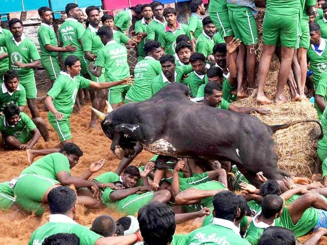 Participants trying to tame a bull during Jallikattu festival at Palamedu near Madurai. (PTI photo)