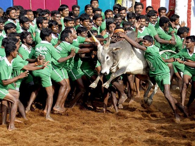 A bull charges out of an enclosure during a bull-taming sport called Jallikattu in Palamedu, near Madurai.(AP photo)