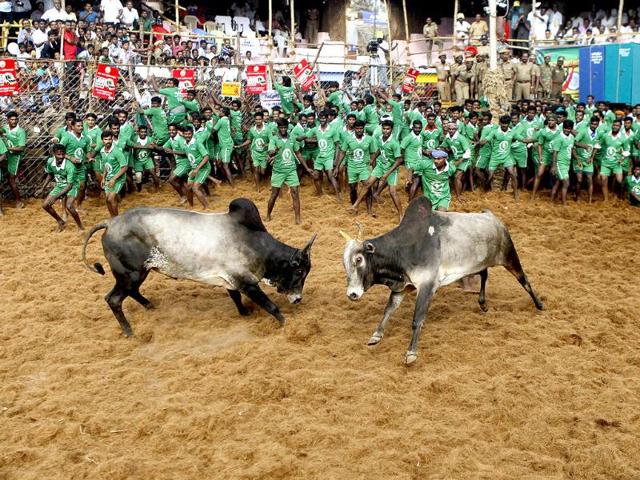 Bulls charge each other during a bull-taming sport called Jallikattu in Palamedu, near Madurai. (AP photo)