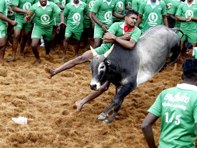 A participant hangs on to a bull during a bull-taming sport called Jallikattu in Palamedu, near Madurai. (AP photo)