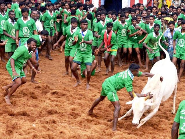 Participants trying to tame a bull during Jallikattu festival at Palamedu near Madurai. (PTI photo)