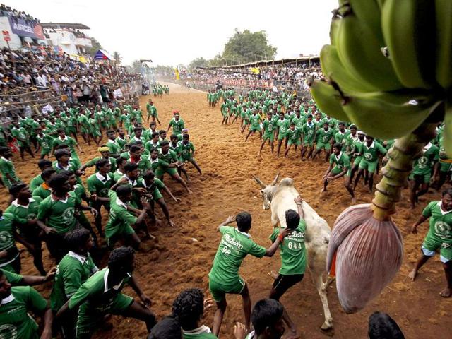Participants prepare to tackle a bull charging out of an enclosure during a bull-taming sport called Jallikattu in Palamedu, near Madurai. (AP photo)