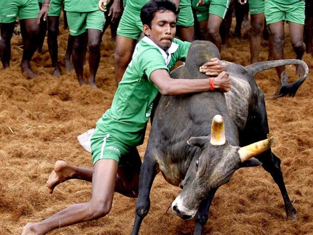 A participant holds on to a bull during a bull-taming sport called Jallikattu in Palamedu, near Madurai. (AP photo)