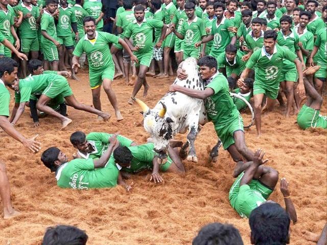Participants trying to tame a bull during Jallikattu festival, organised as part of the Pongal festival, at Palamedu near Madurai.(PTI photo)