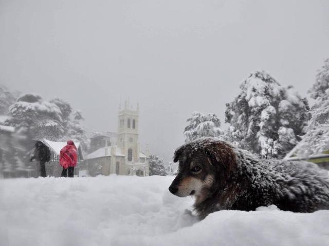 A dog tries to keep warm as people walk down snow covered roads in Shimla. (Santosh Rawat/HT Photo)