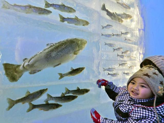 A child looks at frozen fish displayed at the annual ice festival, to be held until February 16. (AFP) 