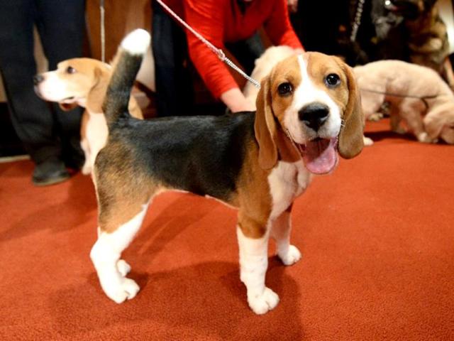 A Beagle poses at the American Kennel Club in New York. (AFP Photo)