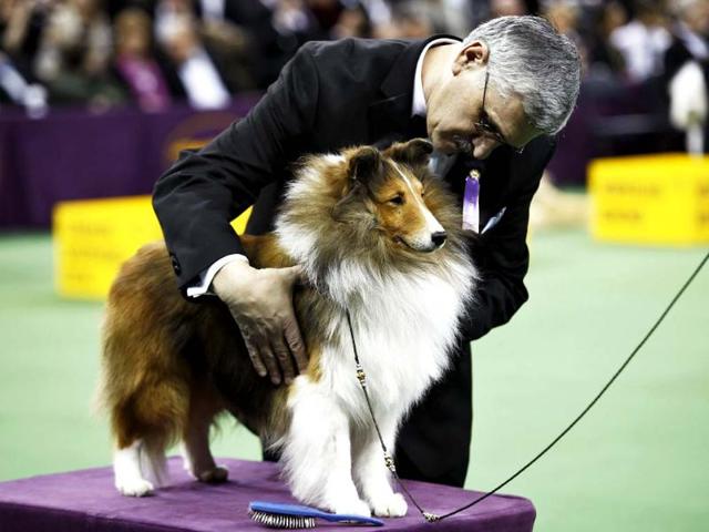 A Shetland Sheepdog is judged during competition at the Hound group during day one of judging of the 2014 Westminster Kennel Club Dog Show in New York. (Reuters photo)