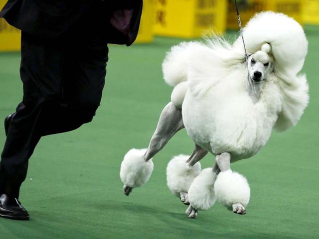 Ally, a standard poodle, competes in the non-sporting group during day one of judging of the 2014 Westminster Kennel Club Dog Show in New York. (Reuters photo)